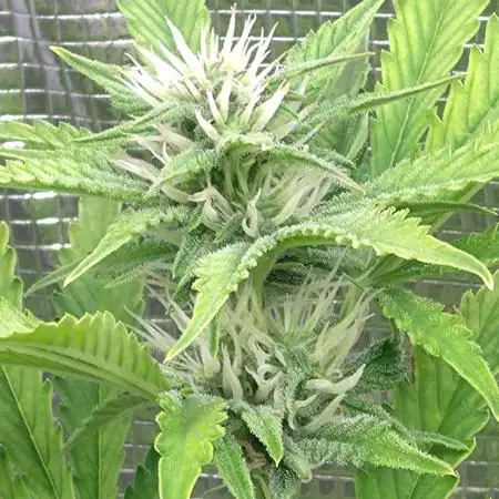 Purple Lemonade Auto RQS