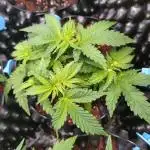 Banana Purple Punch Auto Fastbuds