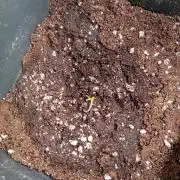 Mendo Cherry Cookies Auto Fastbuds