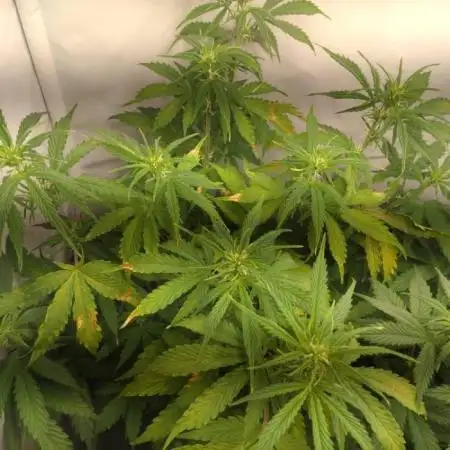 Cookies Gelato Auto RQS