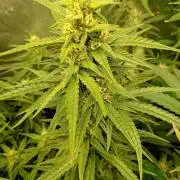 Apple Strudel Auto Fastbuds