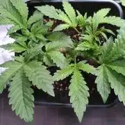 Purple Lemonade Auto RQS