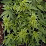 Cinderella Auto Fastbuds