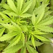 Mango Cherry Runtz Fastbuds