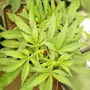 Mango Cherry Runtz Fastbuds
