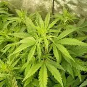 Apple Strudel Auto Fastbuds