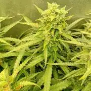 Glowberry Rush Auto Anesia Seeds