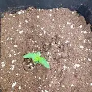 Banana Guava Auto Fastbuds