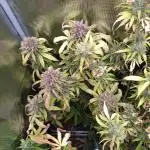 Apple Strudel Auto Fastbuds