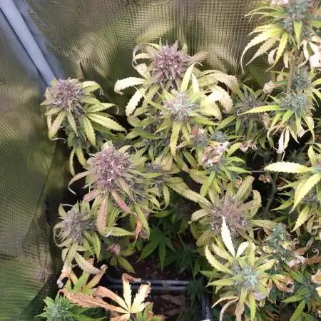 Apple Strudel Auto Fastbuds