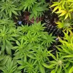 Banana Purple Punch Auto Fastbuds