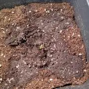 Banana Cherry Cookies Auto Fastbuds