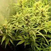 Purple Lemonade Auto RF3 Fastbuds