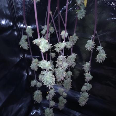 Blueberry Zkittlez Auto Sensi Seeds