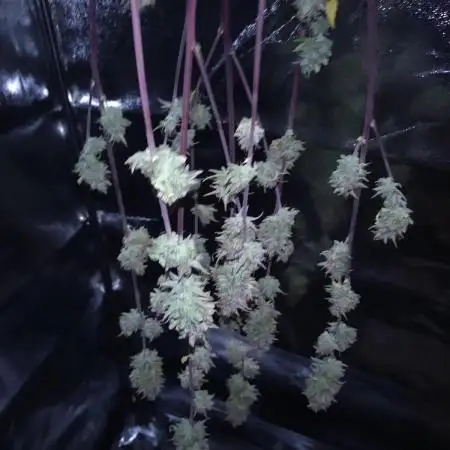 Blueberry Zkittlez Auto Sensi Seeds