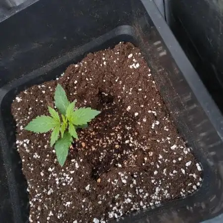 Pink Runtz Auto RQS