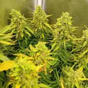 Glowberry Rush Auto Anesia Seeds