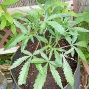 Outdoor Mango Cherry Runtz F1 CHAMP F420