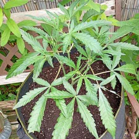 Outdoor Mango Cherry Runtz F1 CHAMP F420