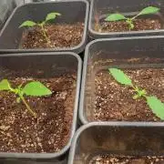 Pheno Hunt Gelato Auto Fastbuds