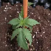 Purplematic CBD Royal Queen Seeds