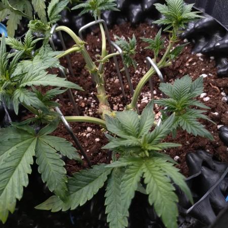 Sticky Broccoli Auto ZMA Eternity Cup'26