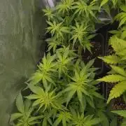 Cinderella Auto Fastbuds