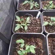 Grape Pop Rocks Auto Anesia Seeds