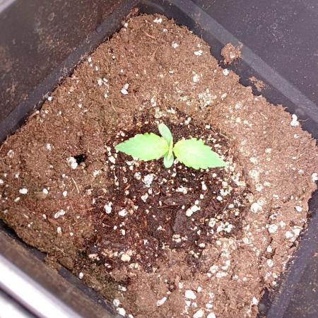 Glowberry Rush Auto Anesia Seeds