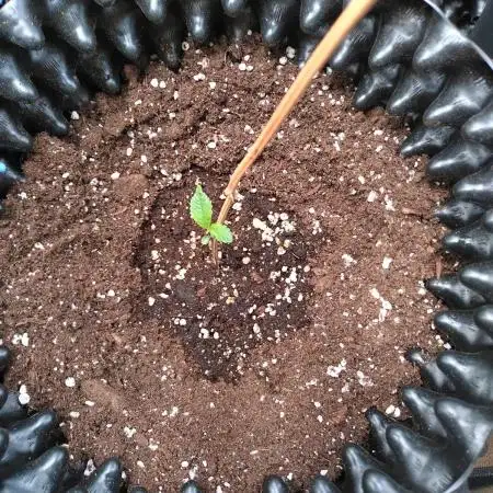 Guava Auto Fastbuds
