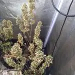 Grandmommy Purple Auto Herbiesseeds