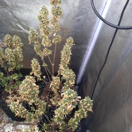 Grandmommy Purple Auto Herbiesseeds