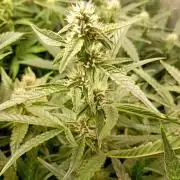 Green Gelato Auto RQS