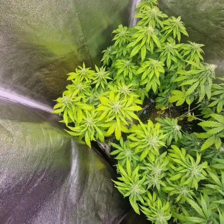 Gelato #33 Auto Advanced Seeds