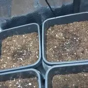 Lemon Cherry Gelato Barneys Farm