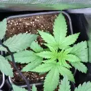 Orange Sherbet FF P#2 Fastbuds