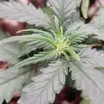 Pineapple express