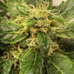 Amnesia Auto XXL