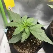First Autoflower Grow with 3 Strains 