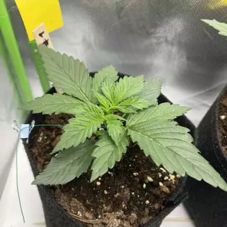First Autoflower Grow with 3 Strains 