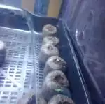 Auto grow #1