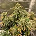 Gorilla Glue Auto