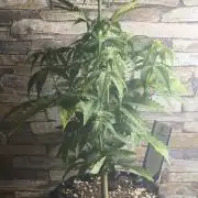 1st diary of that strain here :-D