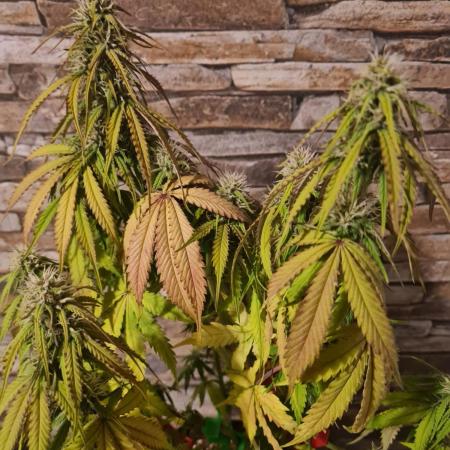 Auto Fractal #2 - Divine Seeds -GlAuCo25