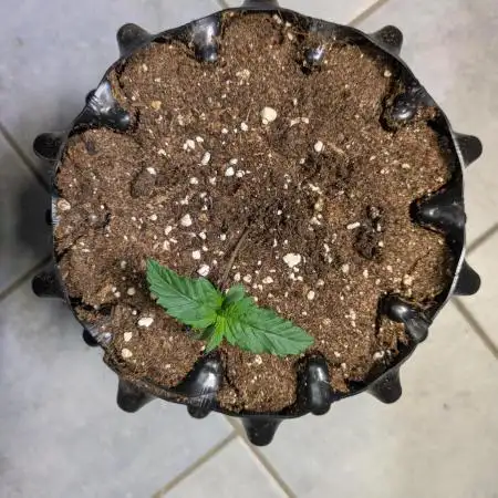 Auto Fractal #2 - Divine Seeds -GlAuCo25