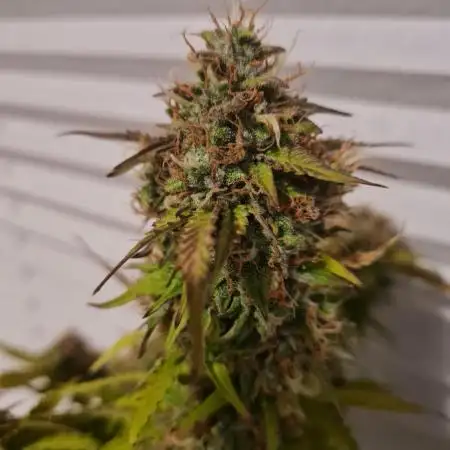 Auto Black Opium - Divine Seeds GlAuCo25
