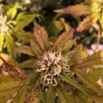 Auto Black Opium - Divine Seeds GlAuCo25