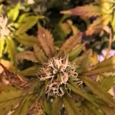 Auto Black Opium - Divine Seeds GlAuCo25