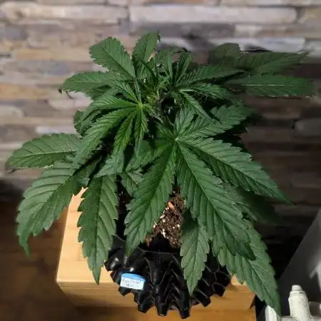 Auto Fractal #1 - Divine Seeds -GlAuCo25