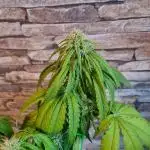 Auto Fractal #3 - Divine Seeds -GlAuCo25